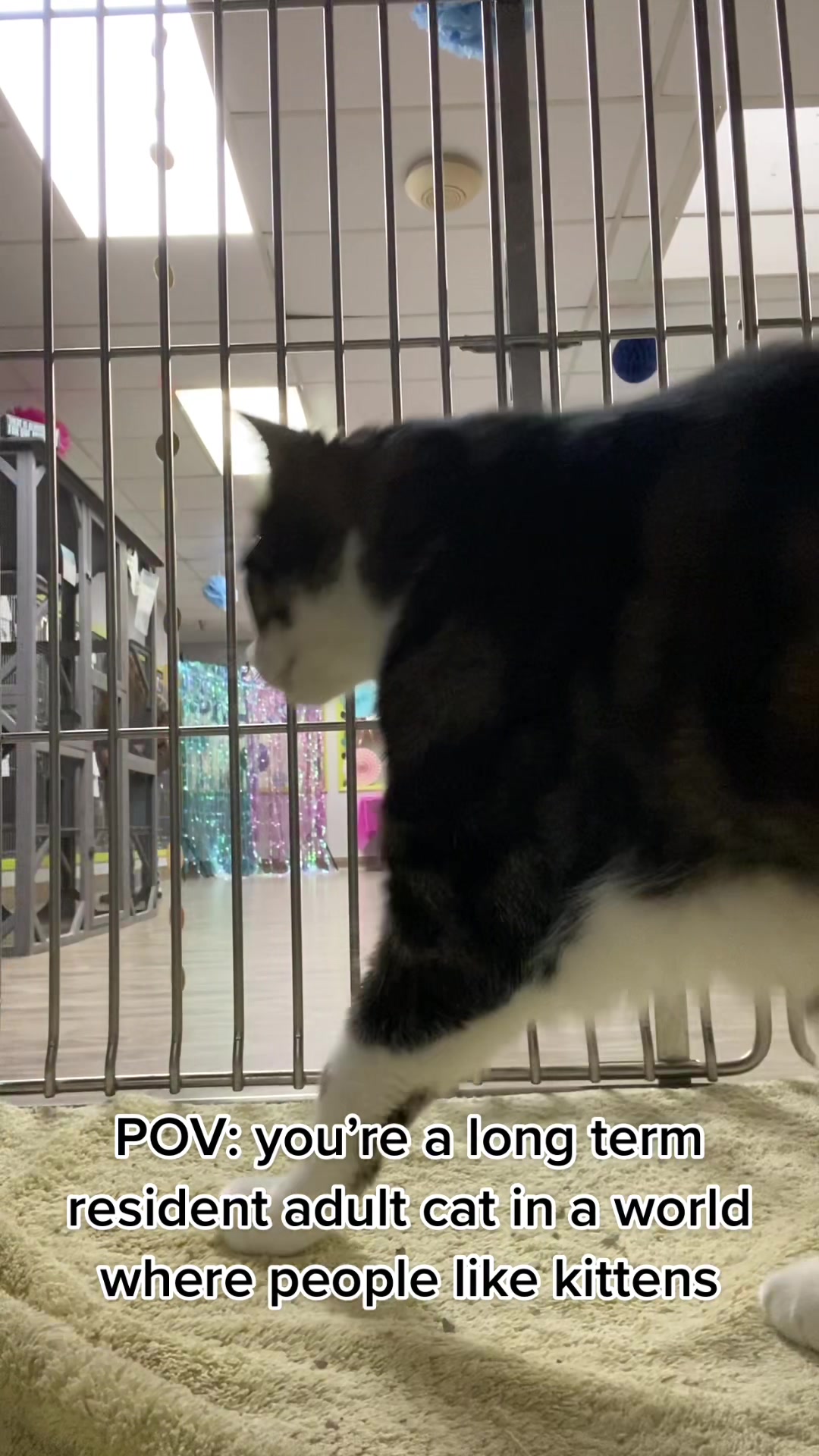 @Ramona Pets