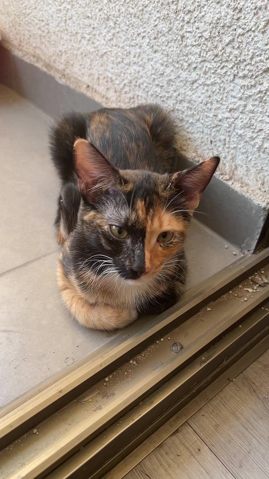 @kiki 🐈&zwj;⬛