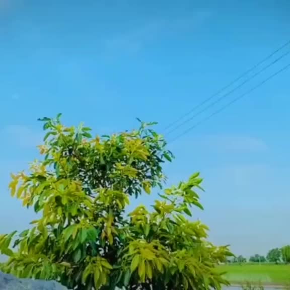 @lakhveer