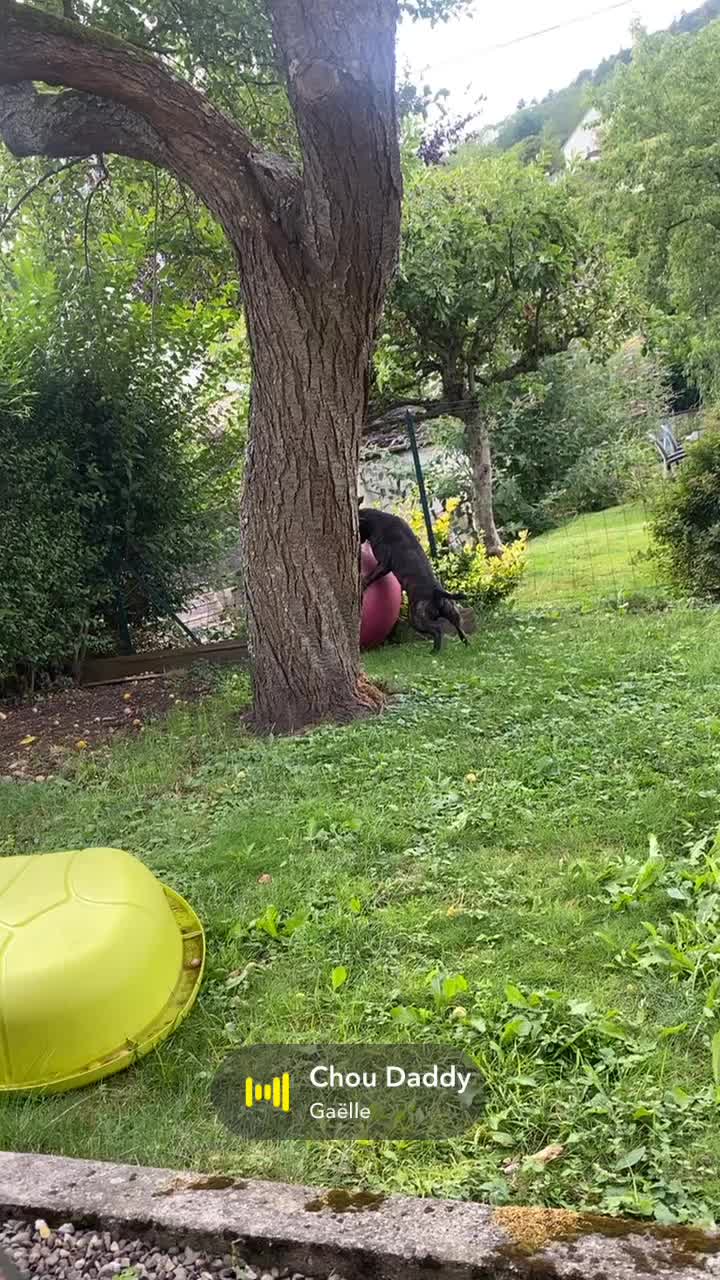 @Pépite & Simba