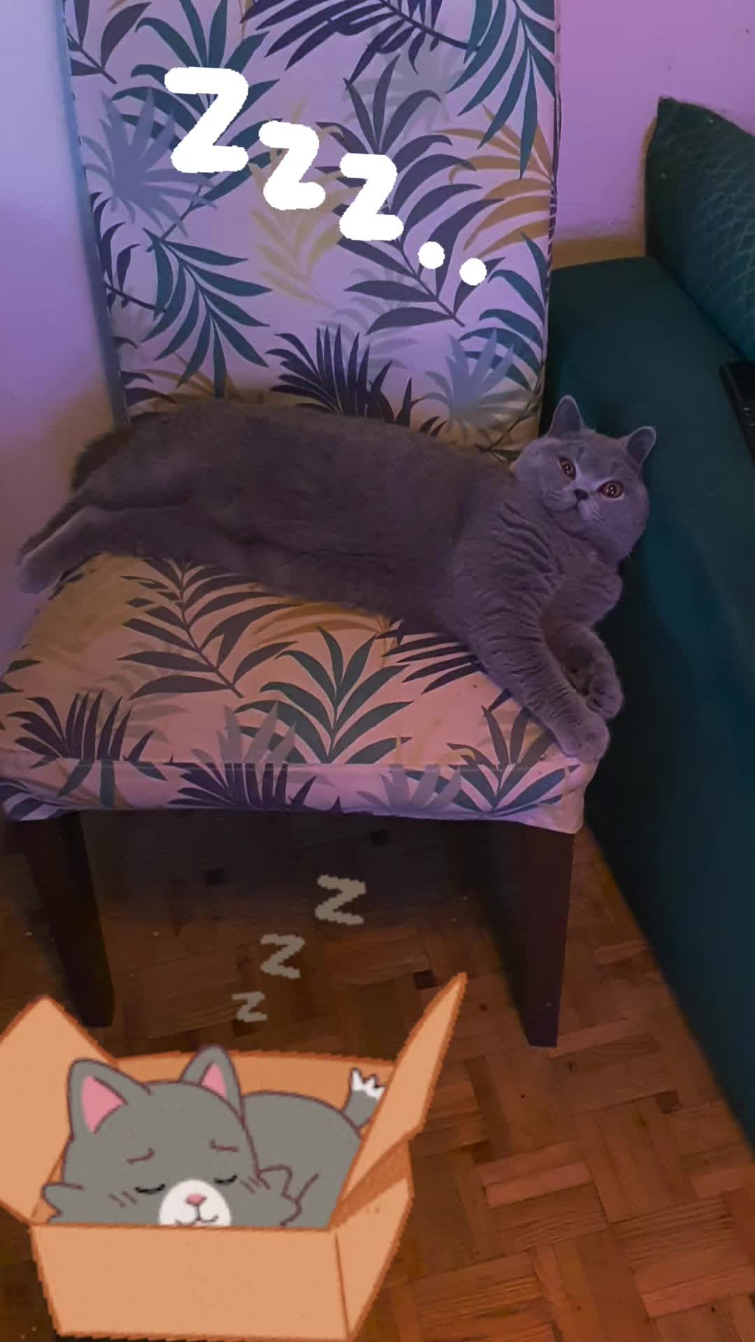 @bluemoonthecat