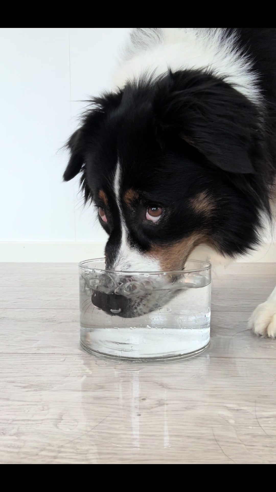 @Vilja - Australian Shepherd