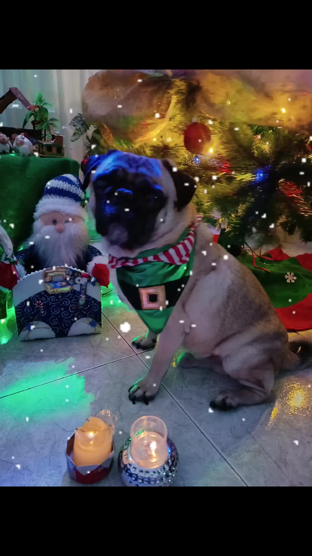 @CHATIRULO 🐶
