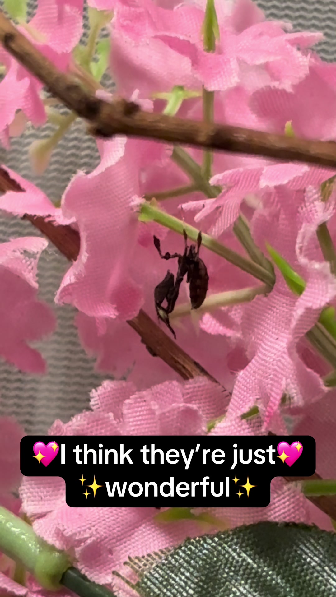 @Mythic Mantis