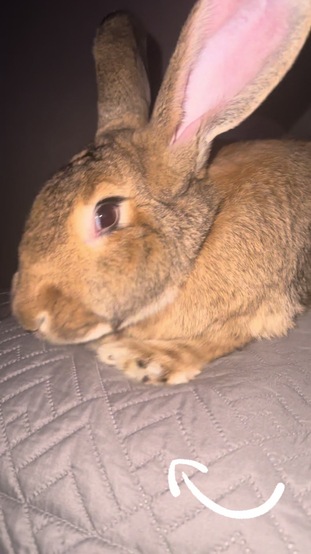 @🐰 Rex Rabbit Rex 🐰