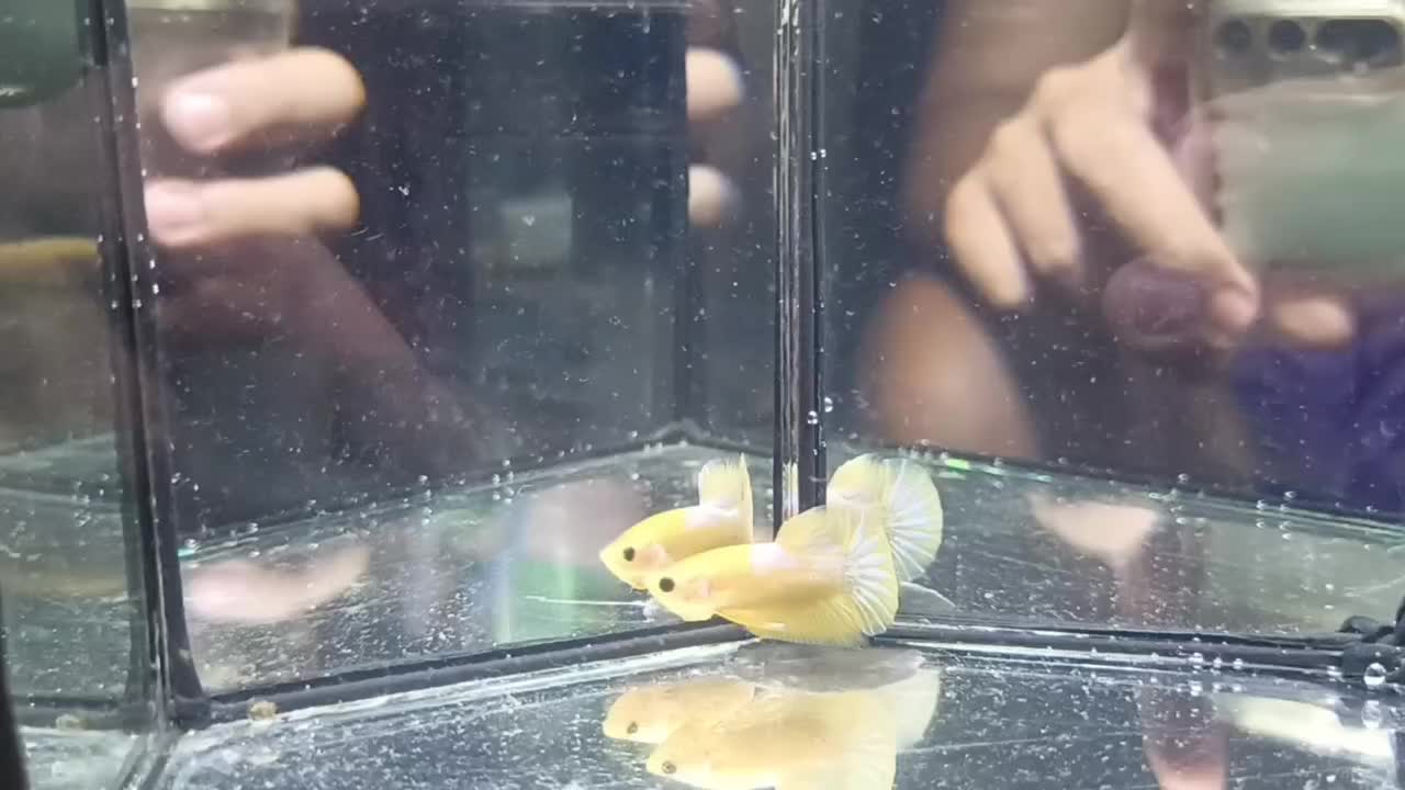 @The Betta-Buddy Shop