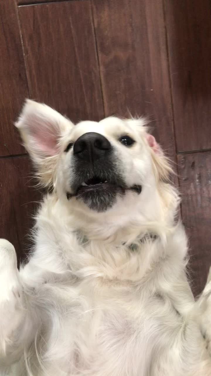 @pierredawg