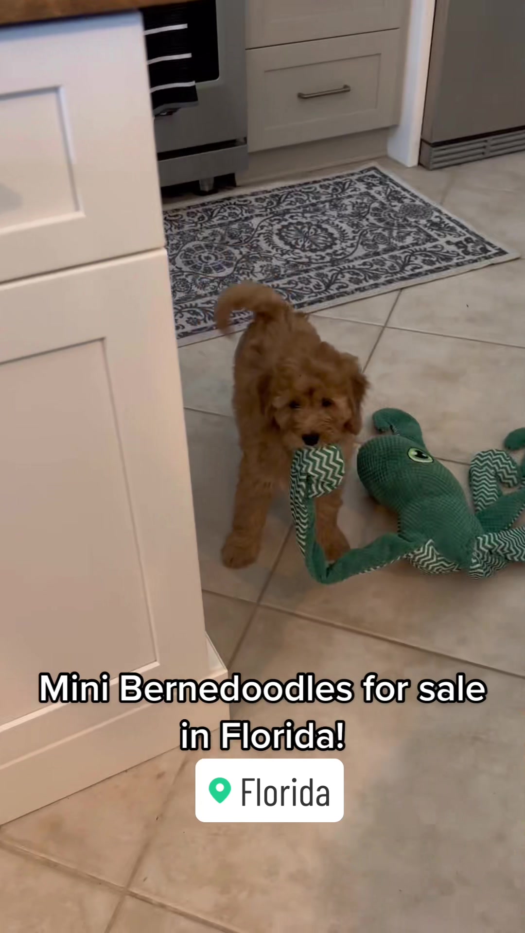 @Peachstones Bernedoodles