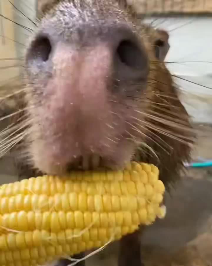 @capybara :D