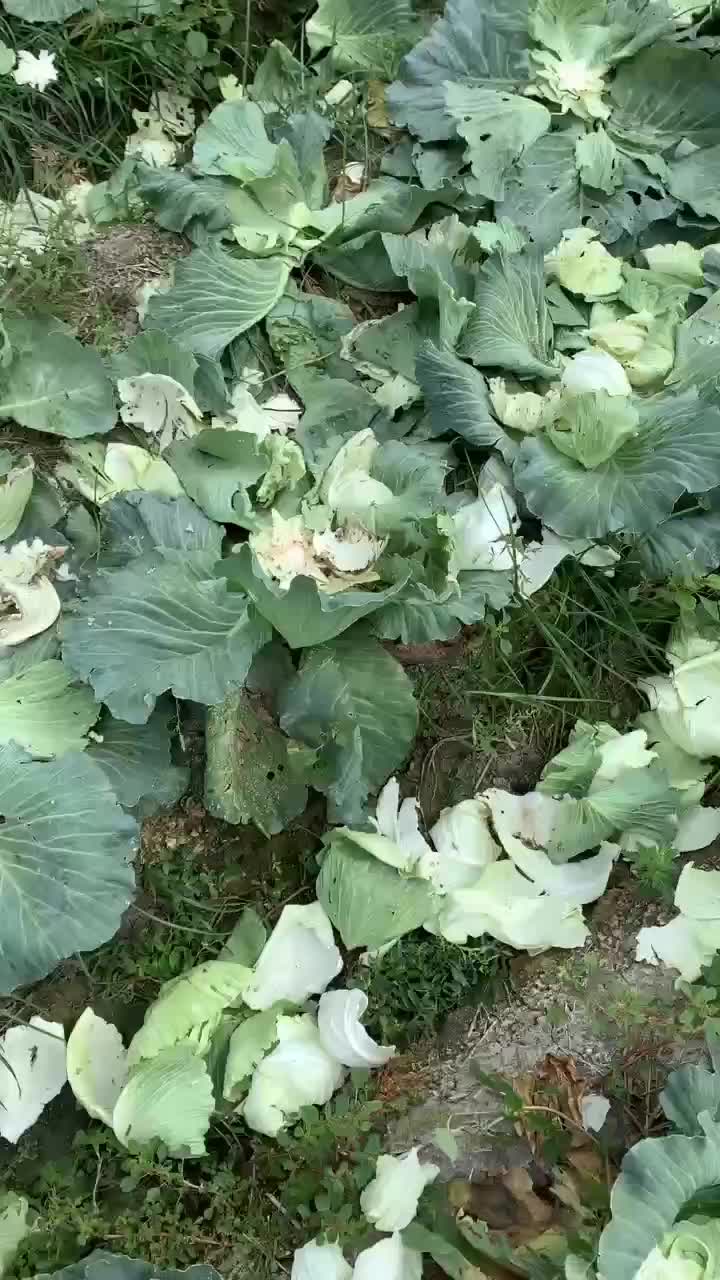 @Mười t&aacute;m hp