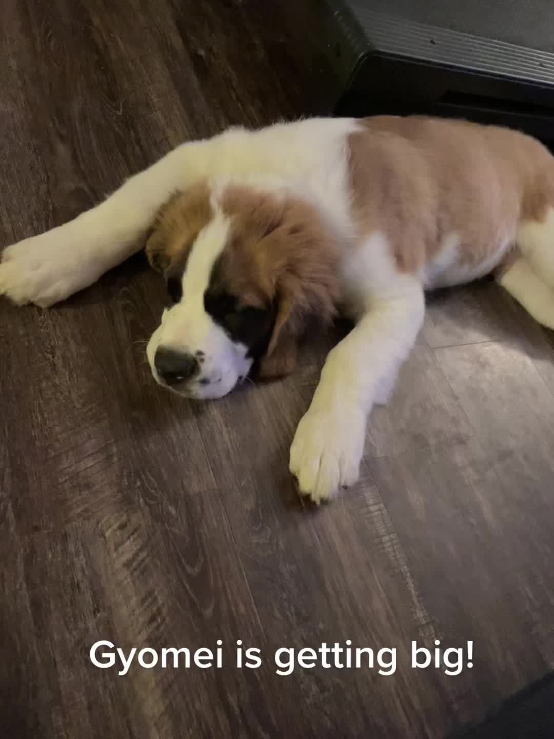 @TheCuriousStBernard