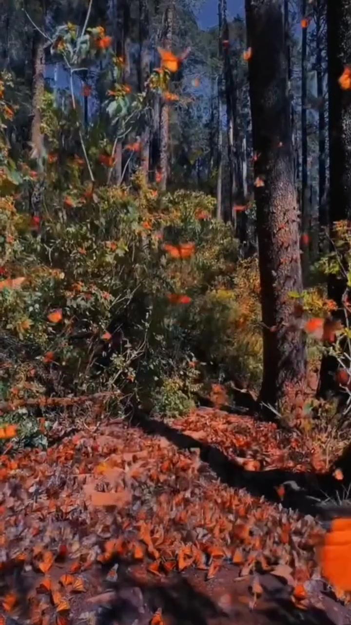 @♥️ 🇷 🇮 🇲 🇦 ❤️