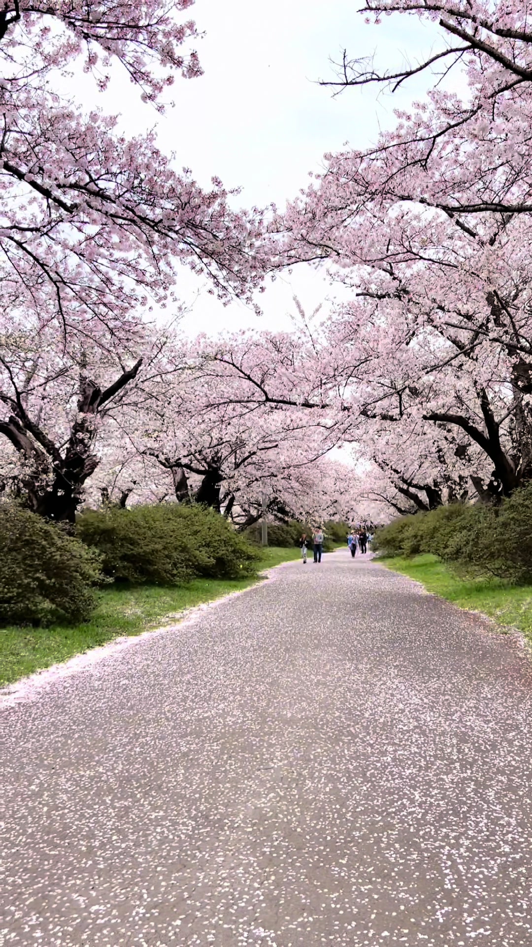@stanthejapanman / Japan Travel