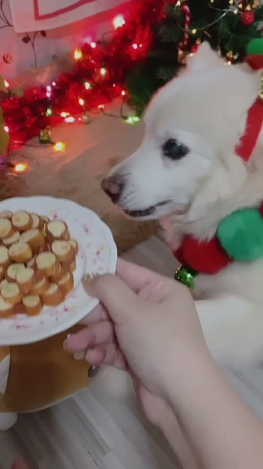 @Fluffy Creamy Dog