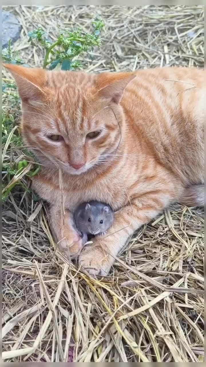 @healing pet