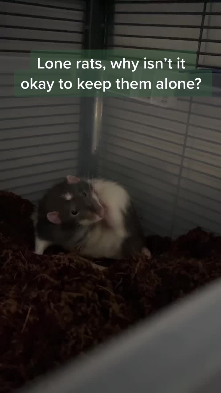 @Mini Mischief