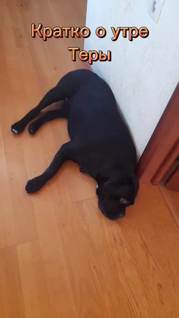 @🐶Dog_tik_tok🐶