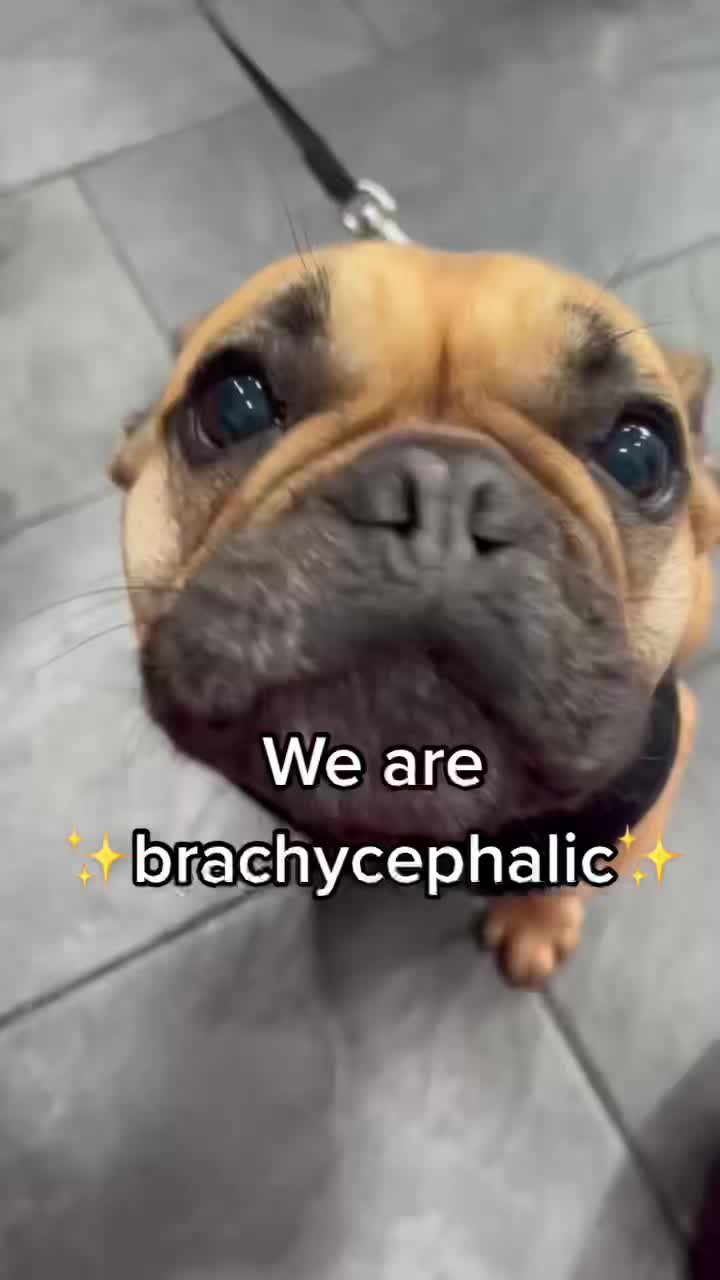@sfurbanpethospital