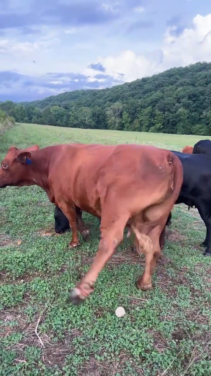@M&M Cattle co.