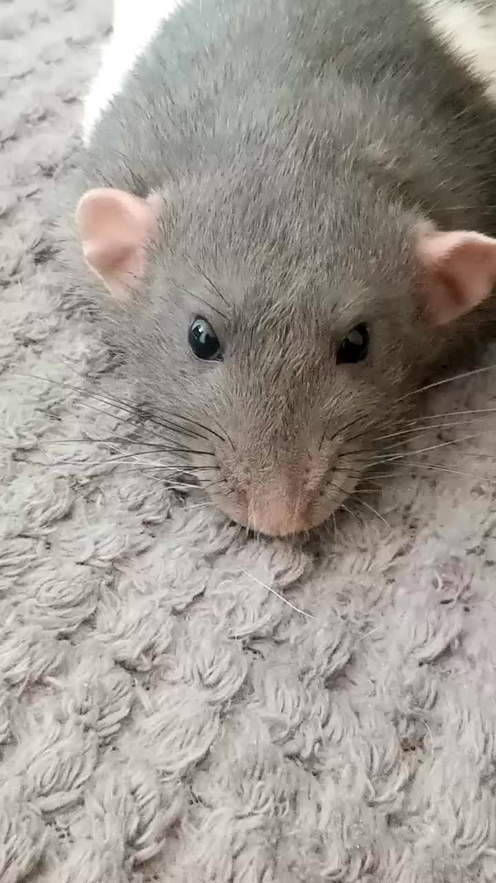 @thecuriousrats