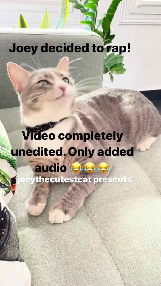 @Joeythecutestcat