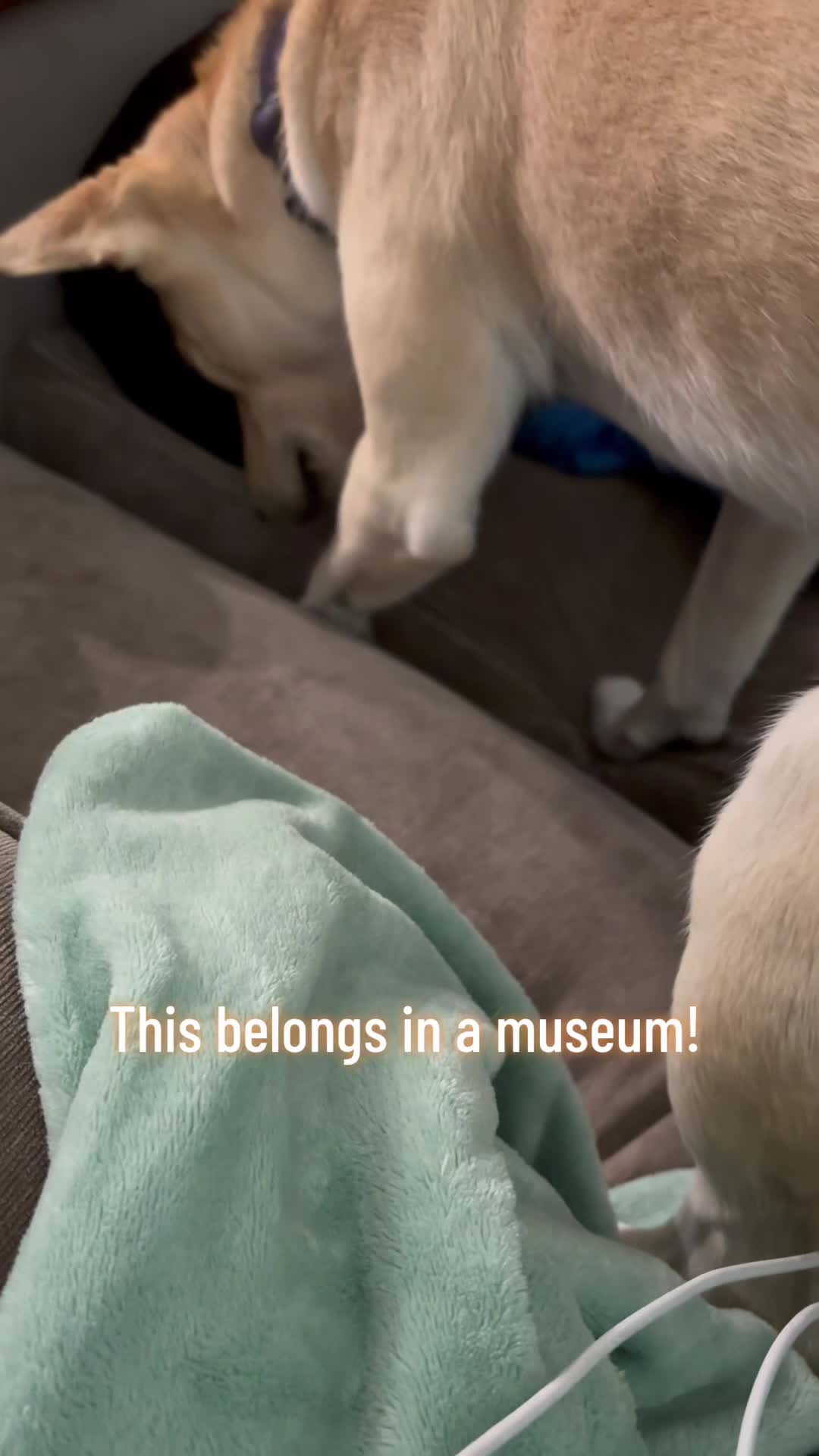@Bella the Pup