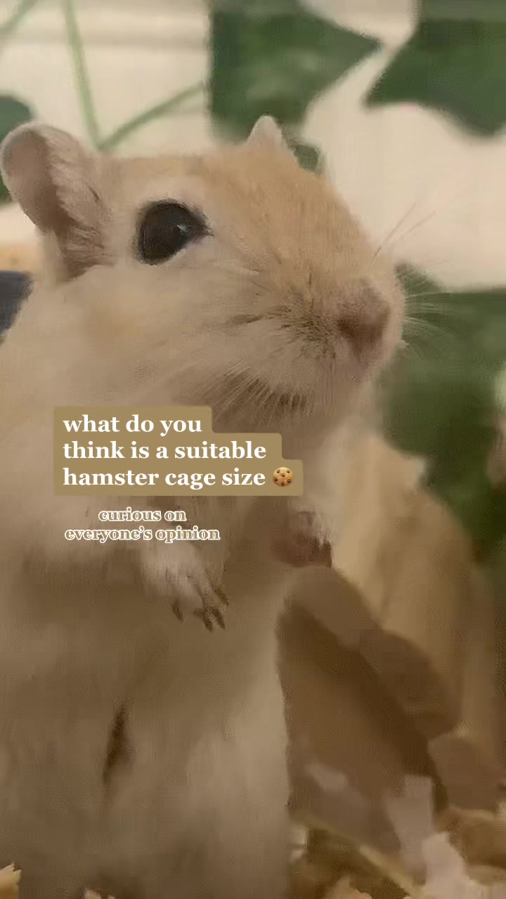 @gerbils