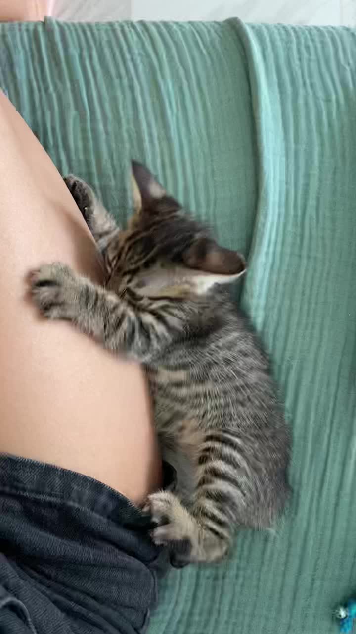 @OnePurrCuddle