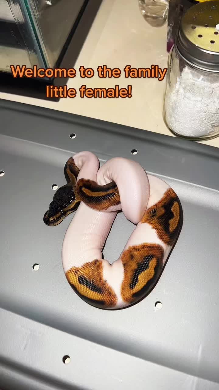 @d&m_reptile_adventure