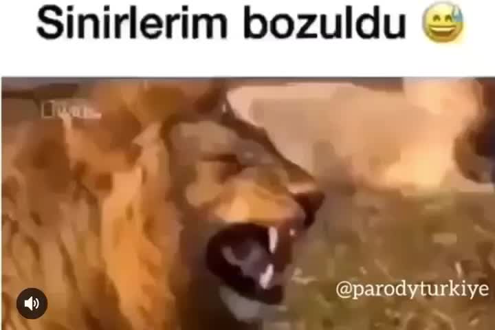 @Kedidir kedi♥️