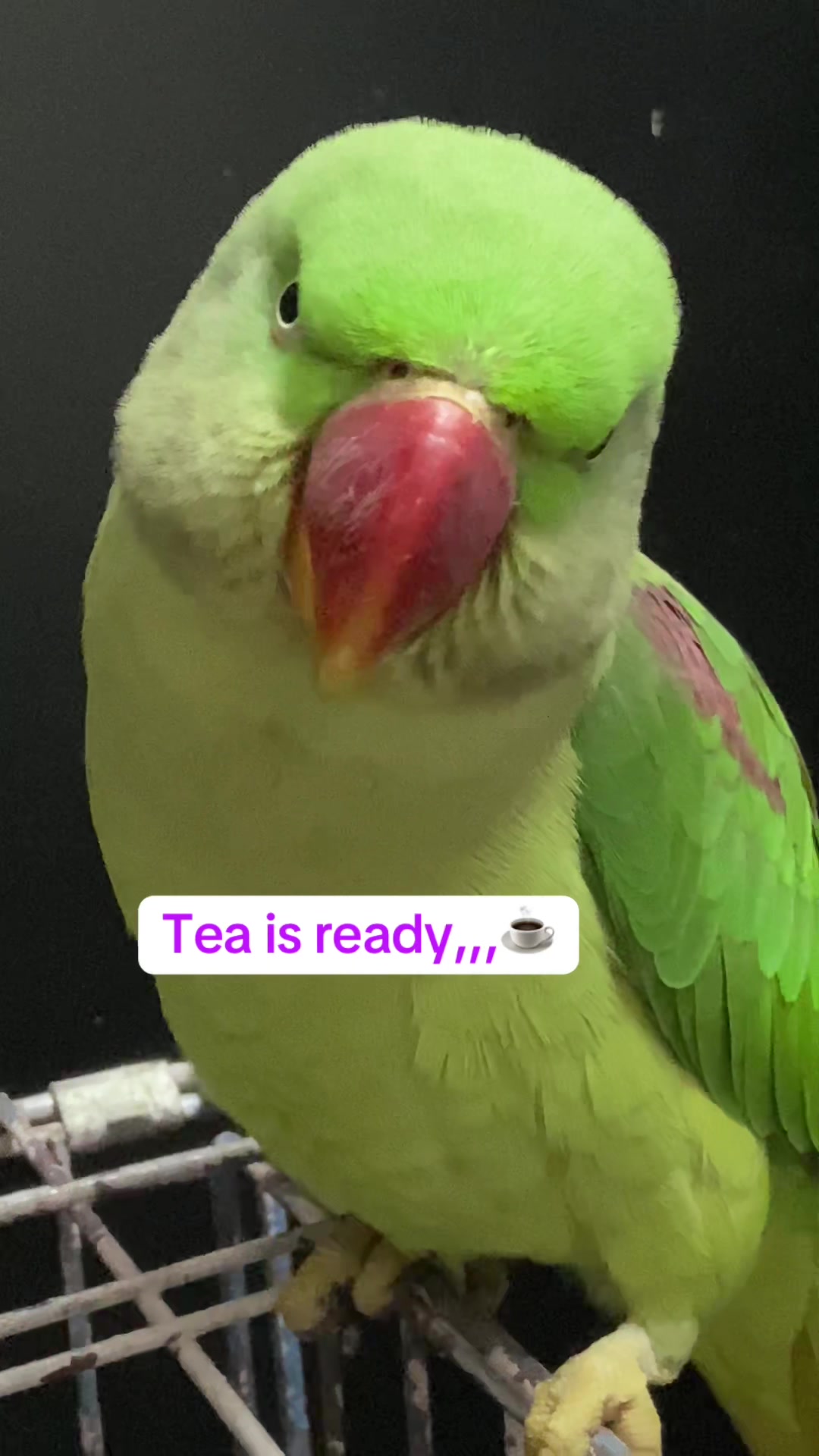 @Chatteringbeaks