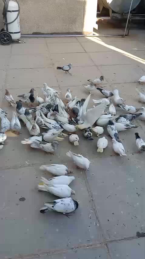 @Şh&atilde;hžada Męh&acirc;ř