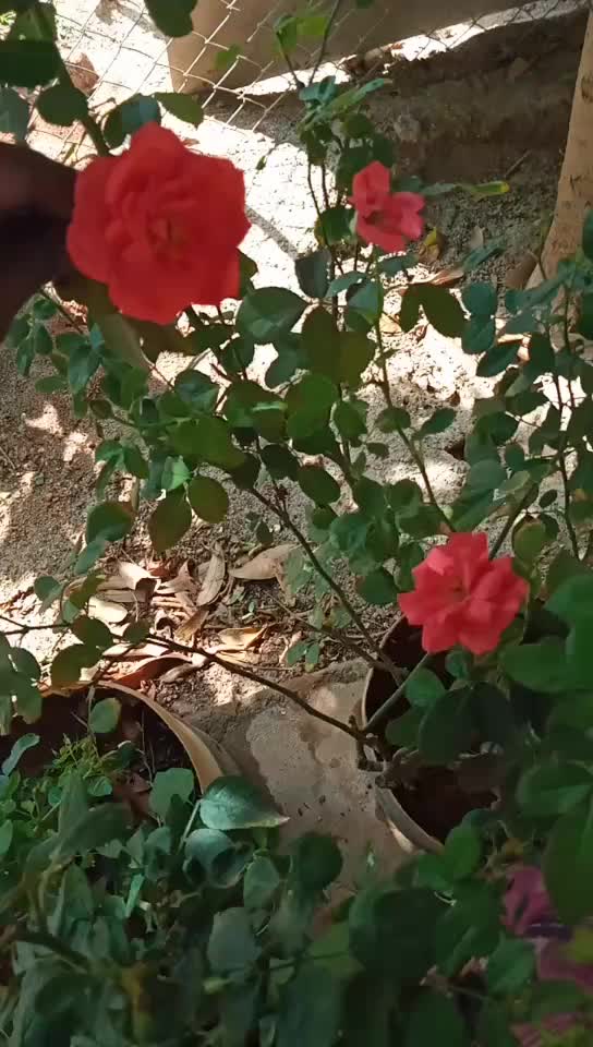 @Nithu@Mithu kutty 💞