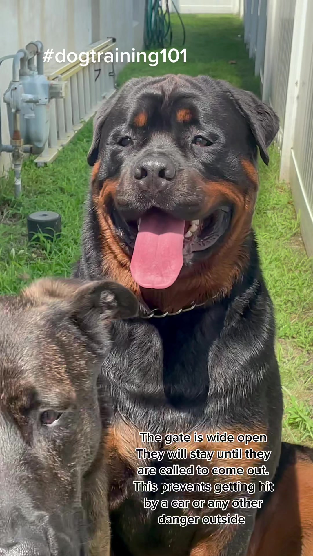 @RottweilerRuger