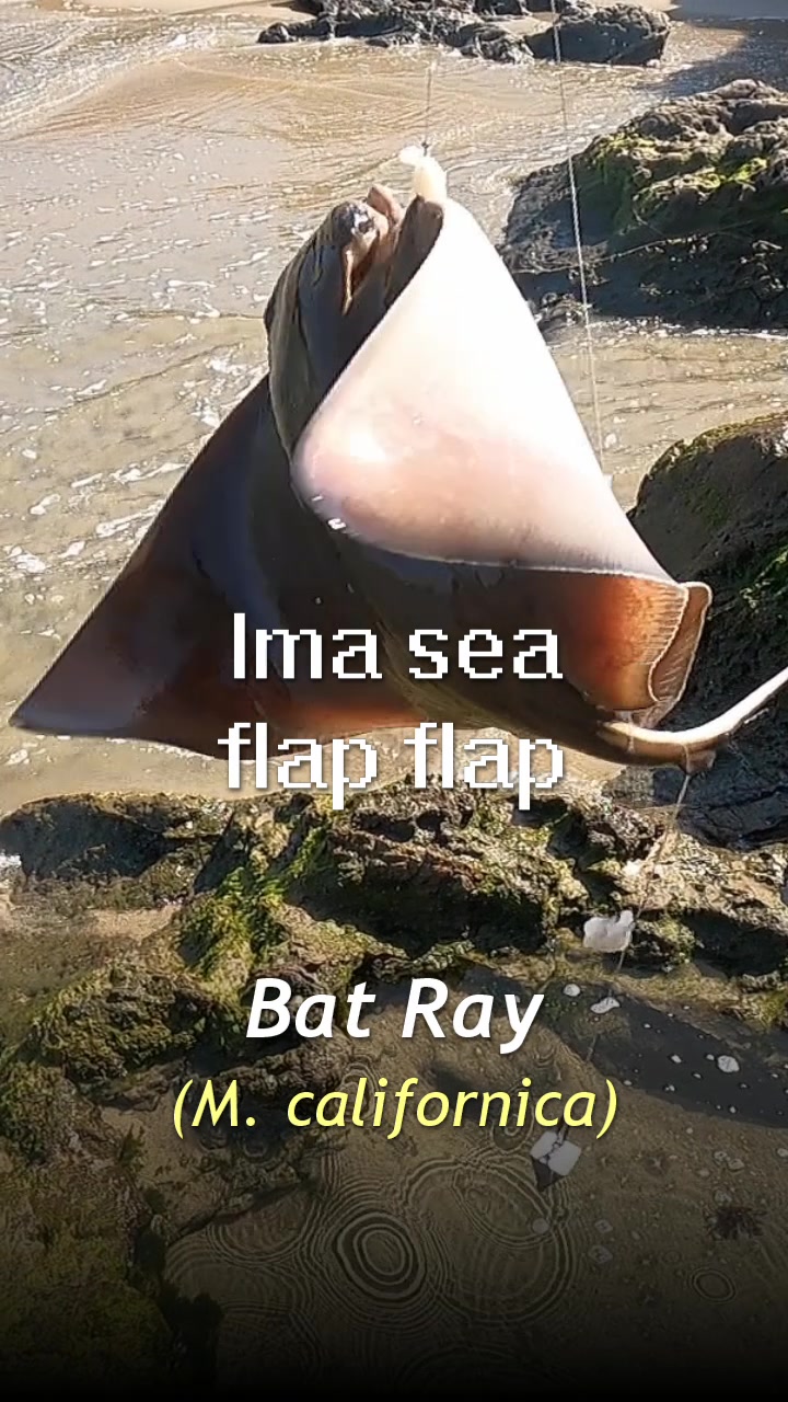 @SvenGoesFishing