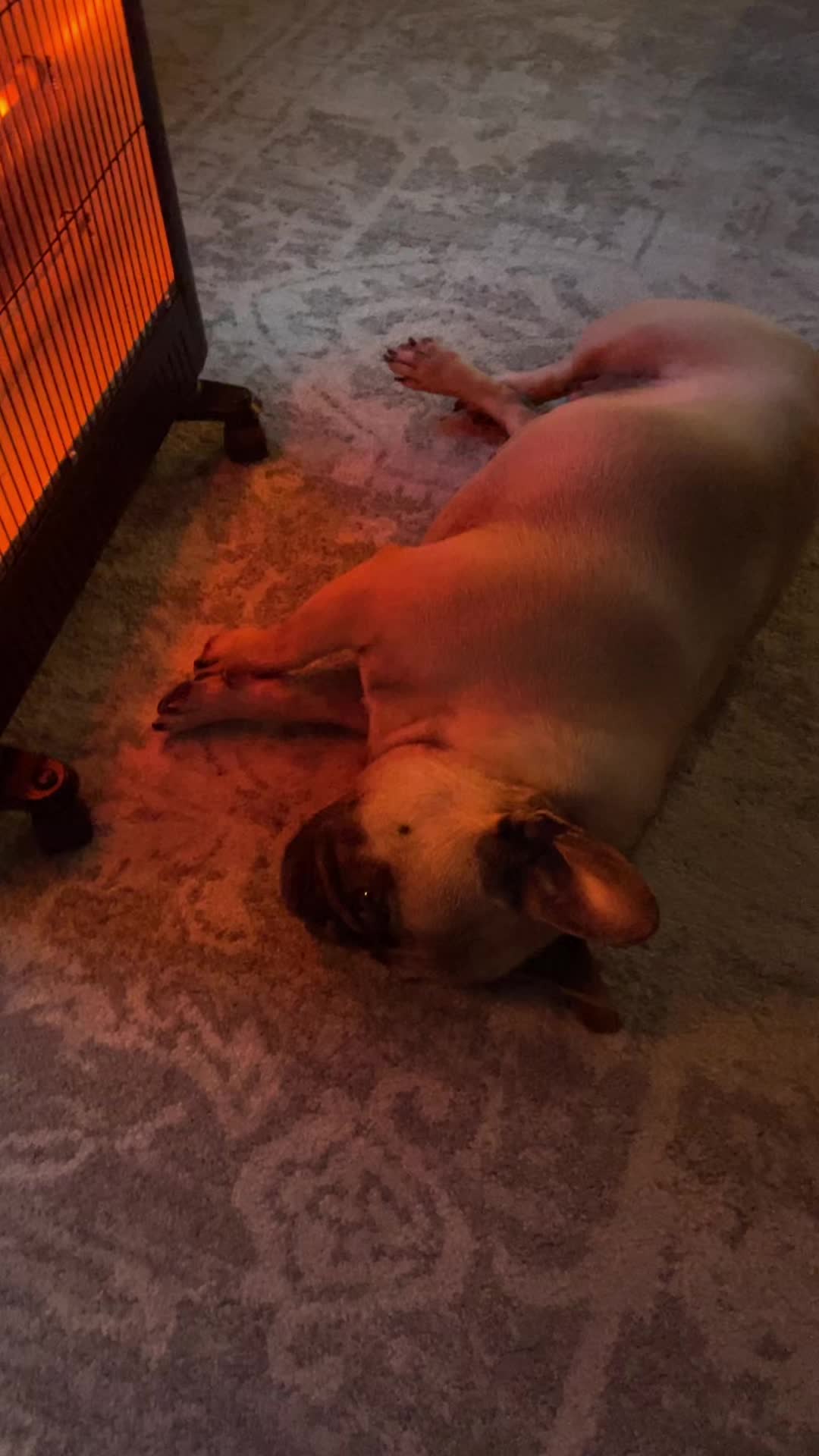 @Miss Lola the Frenchie