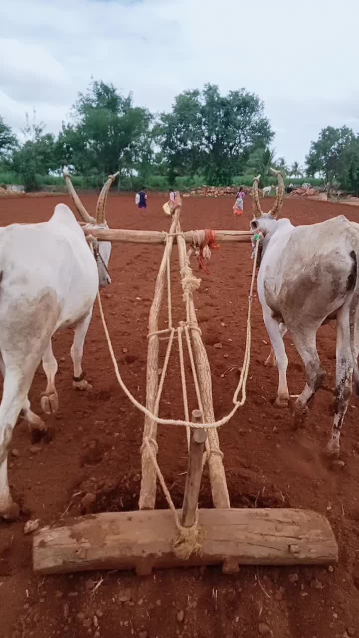 @ಕುರಿಗಾರ ಹುಡುಗ