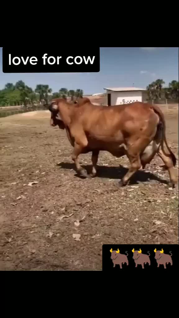 @ગૌ રક્ષક