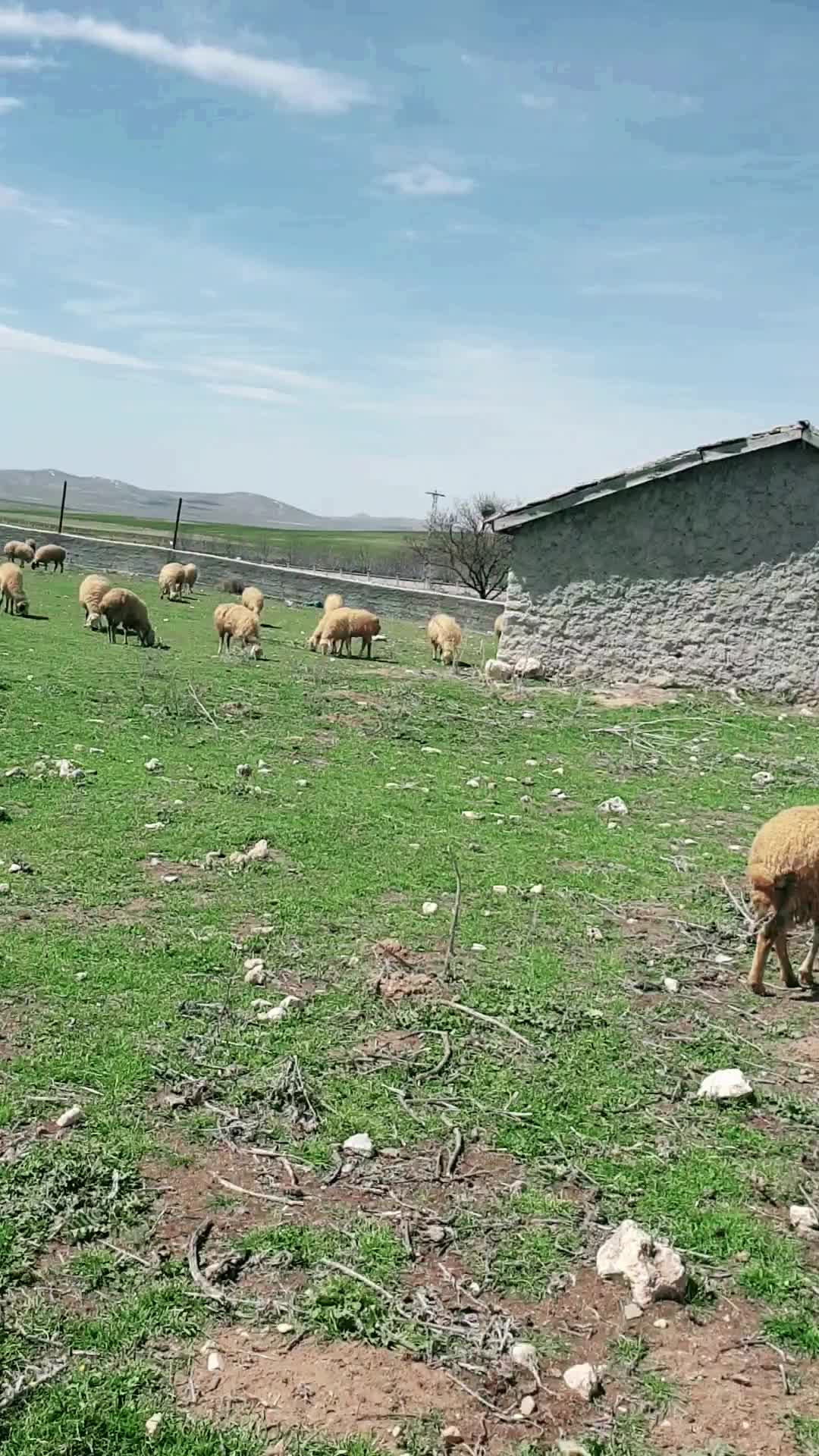 @ÖZ BOYALI DÖNER