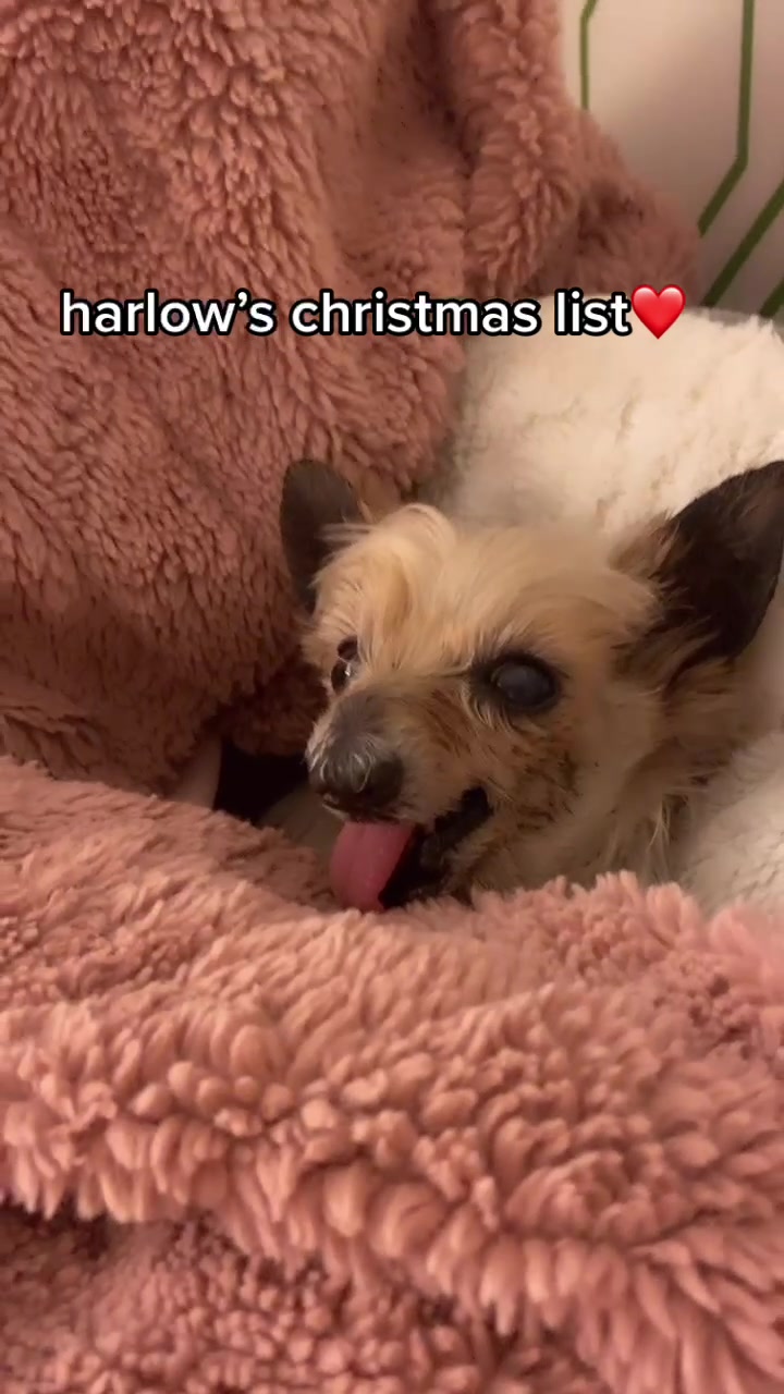 @Harlow the Yorkie