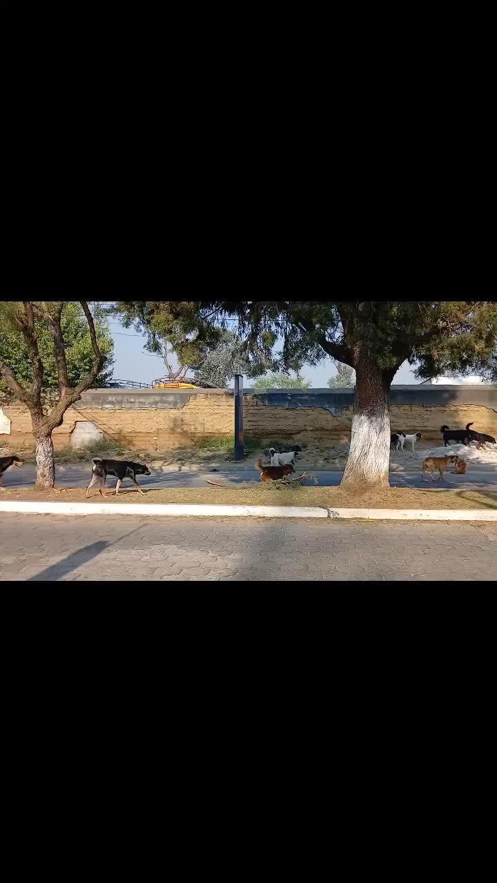 @Noemí Morales (Guau Xela)