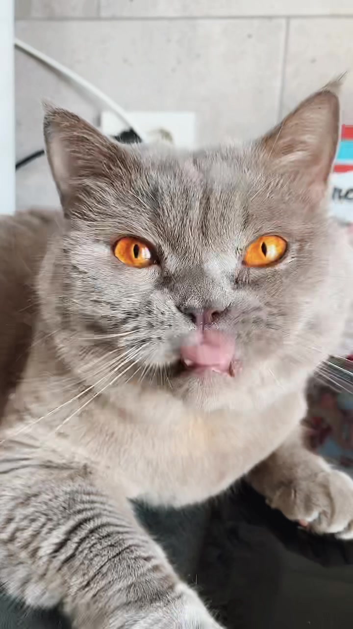 @DodoTheCat 😻