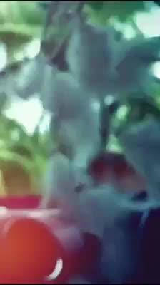 @ചുവപ്പിനോട്അന്നും ഇന്നുംപ്രണയം