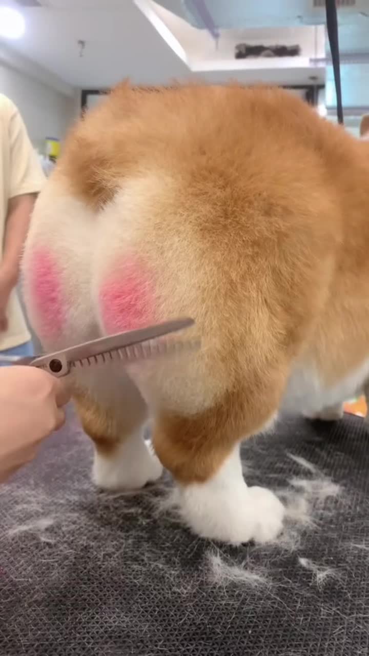 @corgilovecorgi