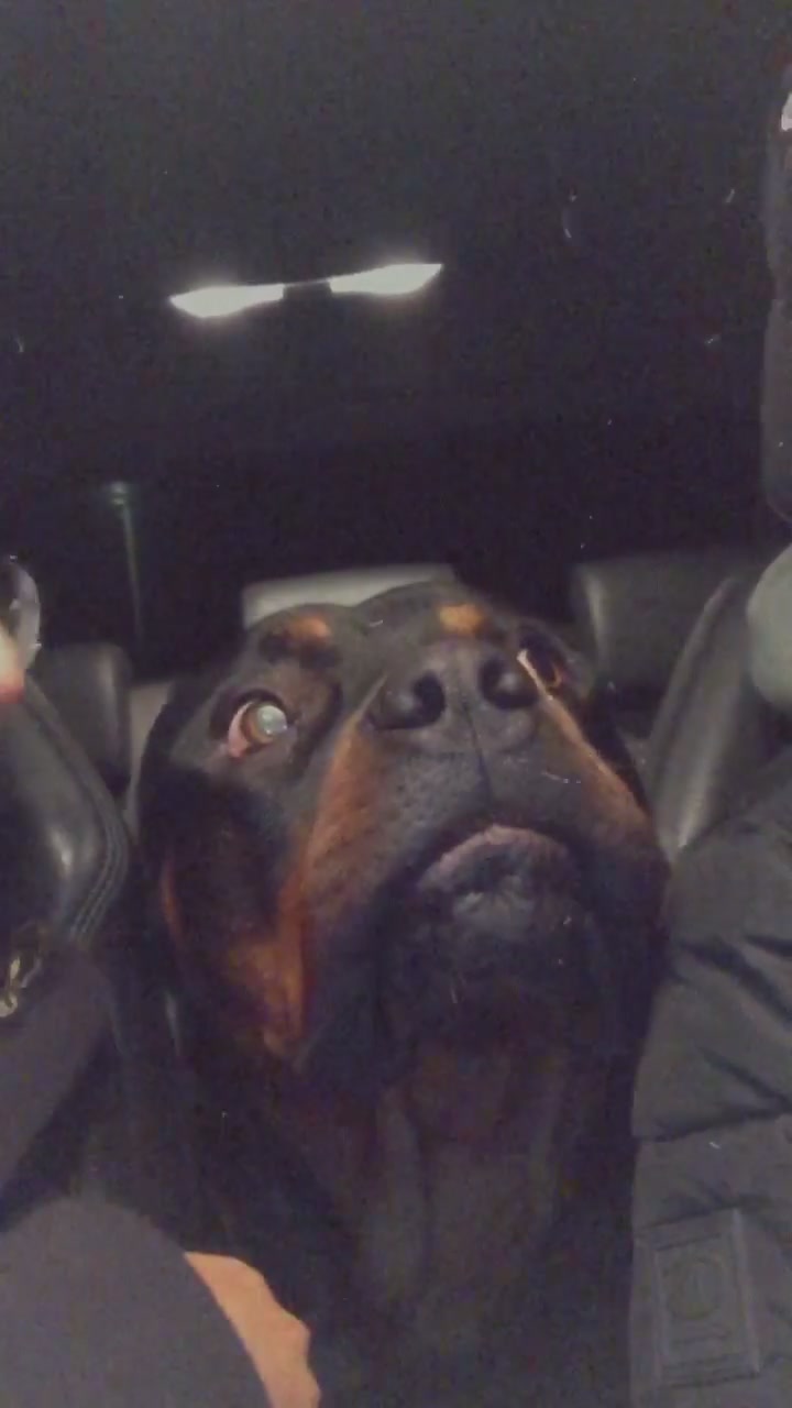 @Nyla Bo Rottweiler
