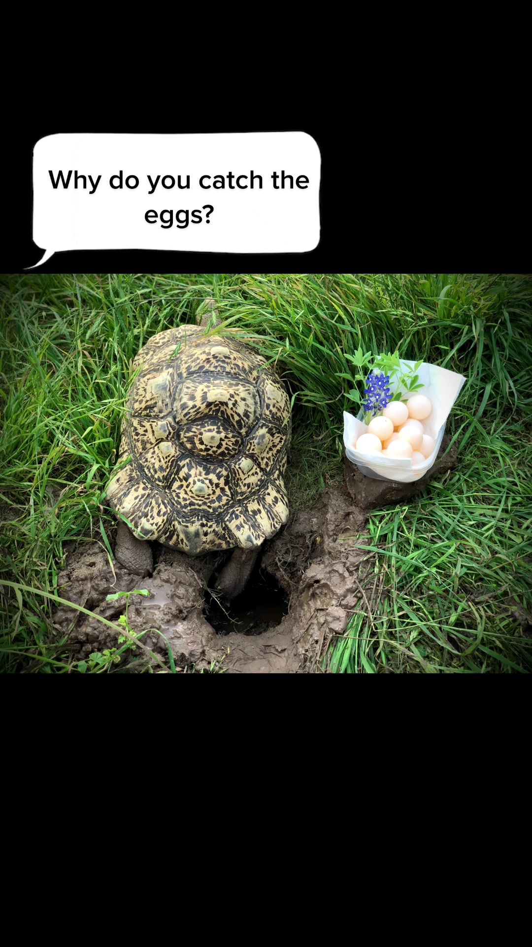 @Houghtling Reptiles