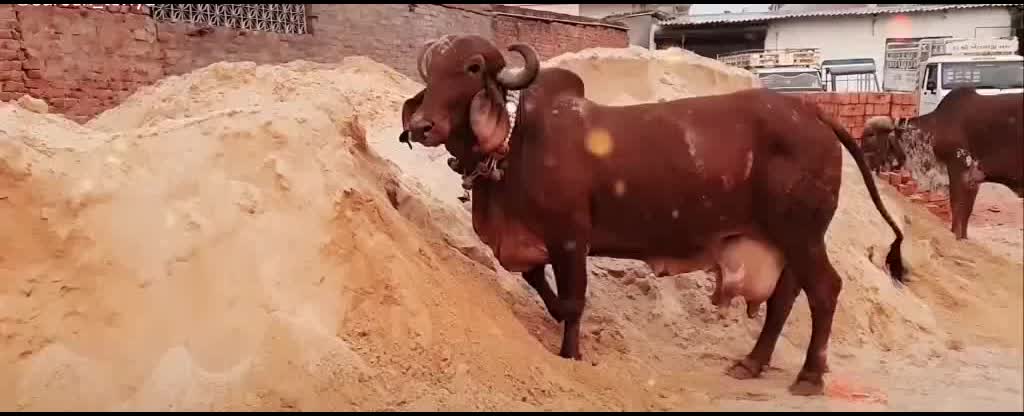 @#radhika👈