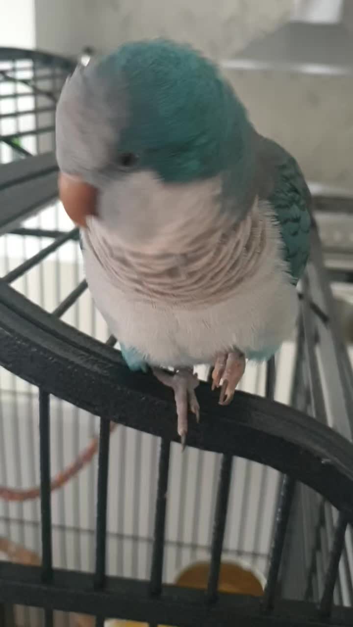 @Funnyparrotboys