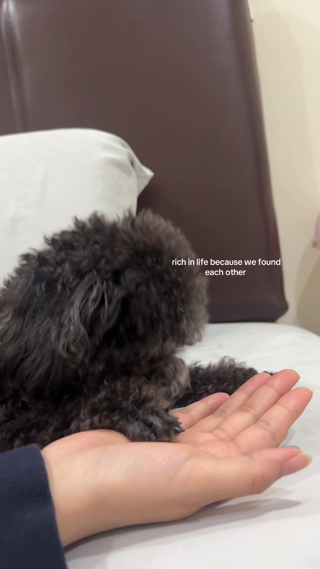 @chippi the poochon