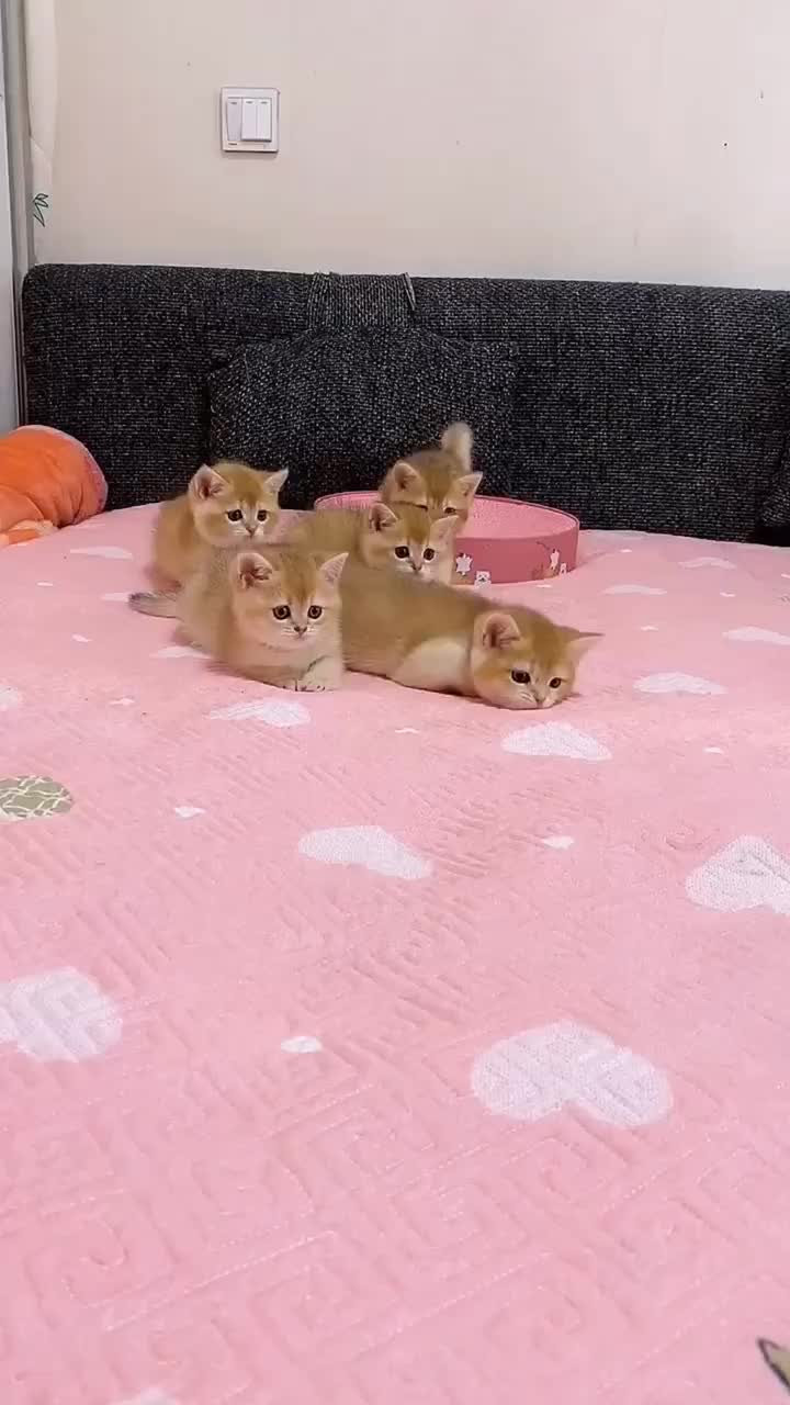 @linyi123450